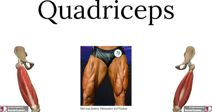 Quadriceps Aufbau und Funktionen