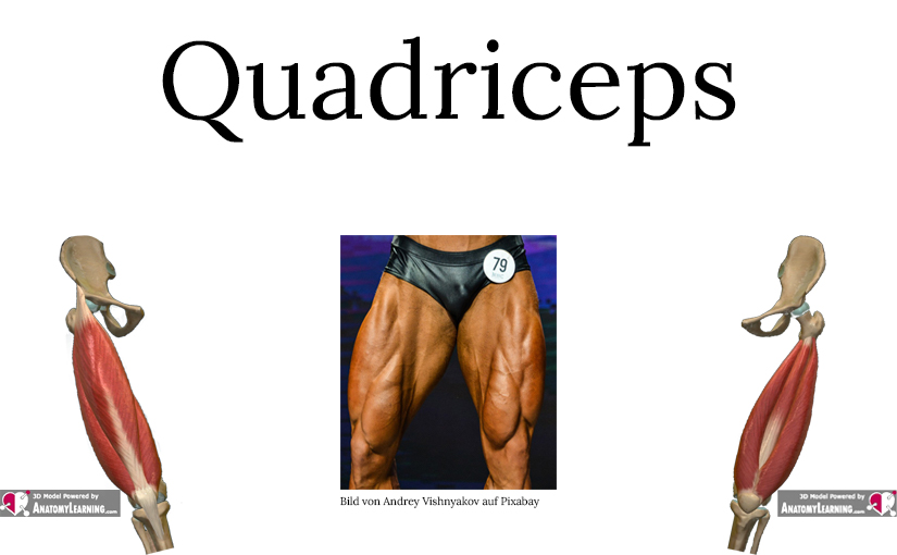 Quadriceps Aufbau und Funktionen