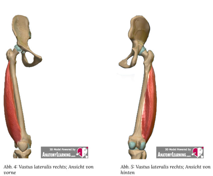 Quadriceps Aufbau und Funktionen Quadriceps anatomie quadriceps muskel