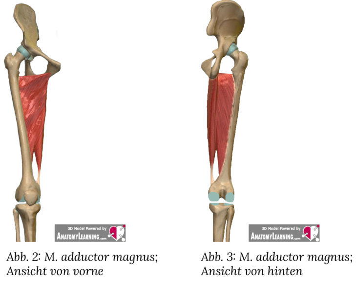 adduktor magnus Adduktoren - Anatomie | PDF KOSTENLOS