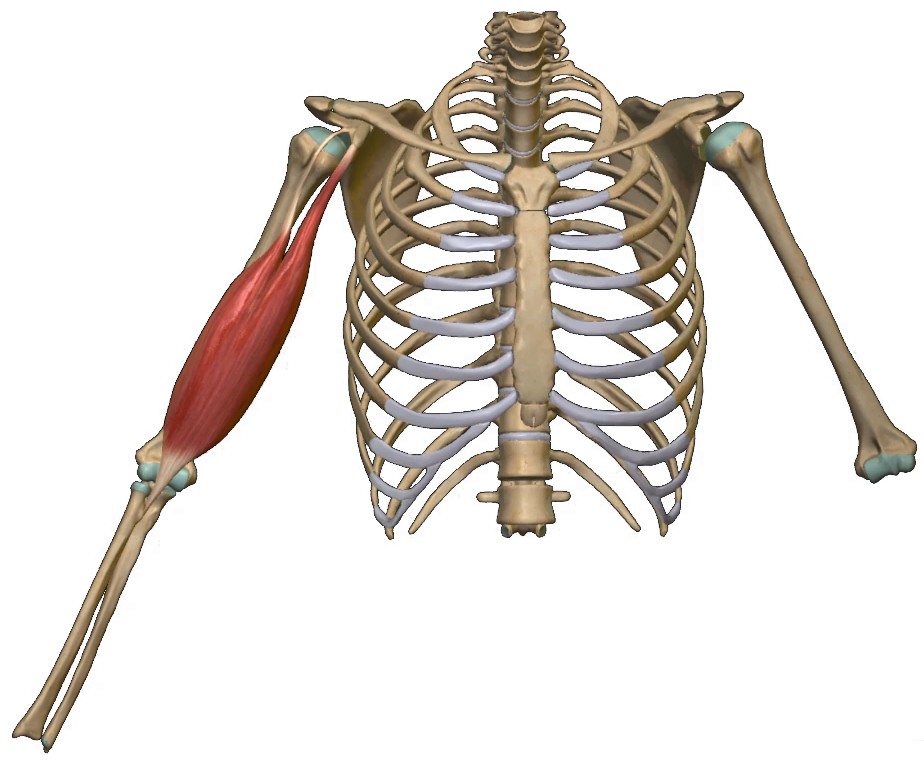 Musculus biceps brachii - Anatomie und Funktionen