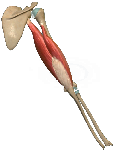 Musculus triceps brachii