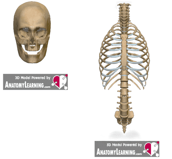 Axiales Skelett mit Schädel Wirbelsäule Rippen und Brustbein