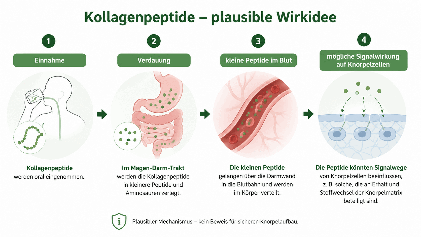 Schematische Darstellung: Kollagenpeptide werden verdaut, kleine Peptide gelangen in die Blutbahn und könnten Signalwege von Knorpelzellen beeinflussen.